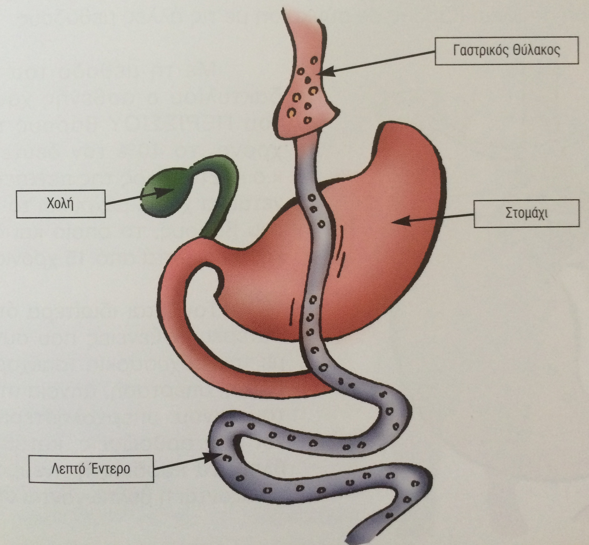 πως λειτουργεί το γαστρικό by-pass