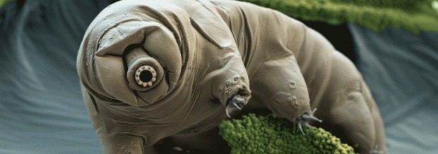 Ποιο είναι το ανθεκτικότερο πλάσμα στη Γη