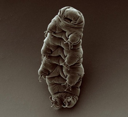 τα βραδύπορα είναι τα πιο ανθεκτικά ζώα στη γη