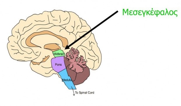 ο μεσεγκέφαλος ευθύνεται για το συναίσθημα της ανταμοιβής