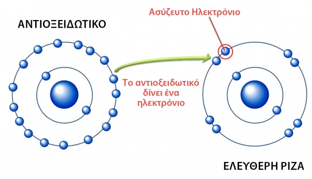  τα λαχανικά είναι πλούσια σε αντιοξειδωτικά στοιχεία που προστατεύουν την υγεία 