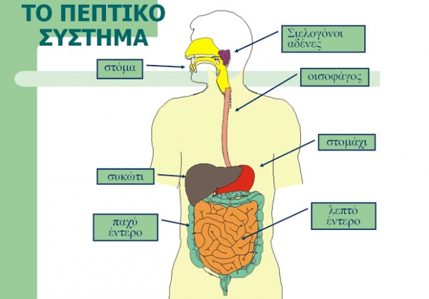  οι φυτικές ίνες βοηθούν στην καλύτερη λειτουργία του εντέρου 