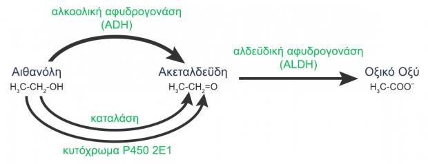 ο μεταβολισμός του οινοπνεύματος από τον οργανισμό