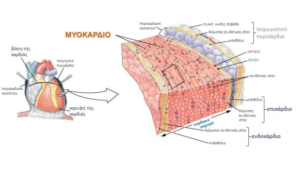  το περικάρδιο προστατεύει την καρδιά από τον καρκίνο