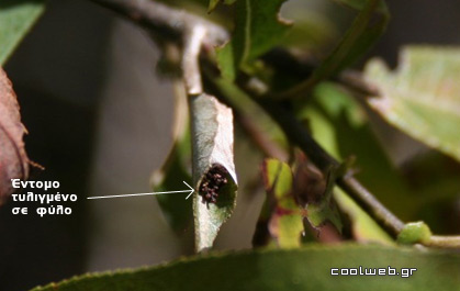 έντομα φύλλα έδαφος