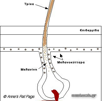 μελανίνη τρίχα