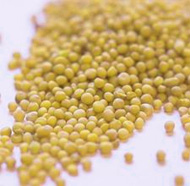 σπόροι μουστάρδας