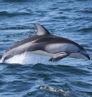 δελφίνια και ενέργεια