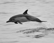 δελφίνια αναζήτηση τροφής