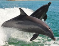 ψυχαγωγία δελφινιών