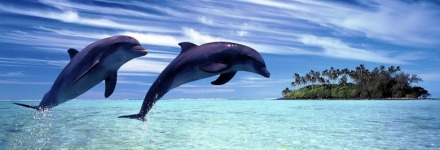 δελφίνια πηδάνε έξω από το νερό