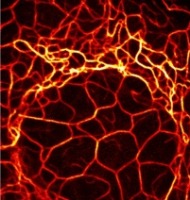 τρίχα συστατικά