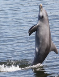 δελφίνια στο νερό