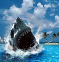 επιθέσεις καρχαρία σε άνθρωπο