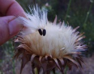 σπόροι γαϊδουράγκαθου