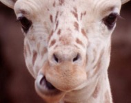 απώλεια βάρους