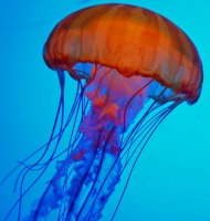 τι είναι οι μέδουσες