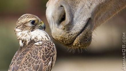παράξενα και περίεργα άλογα