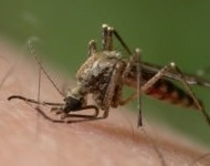 τσίμπημα ερεθίζει το δέρμα