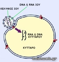 πως λειτουργεί ο ιός