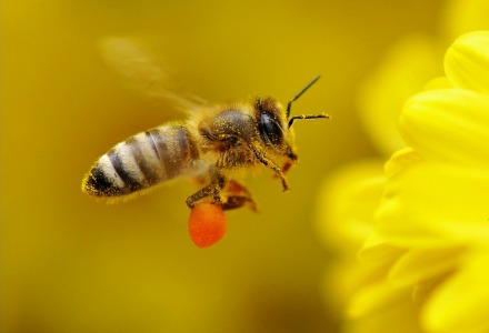 rφτερά μέλισσας