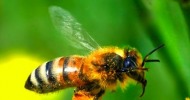 μέλισσες