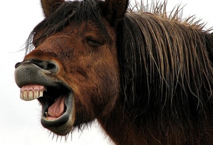 άλογα δεν κάνουν εμμετό