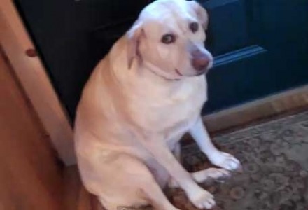 γκαφατζής σκύλος