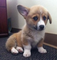 συναισθήματα ζώων