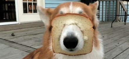 τόστ σκύλος