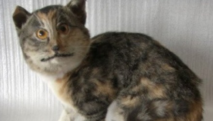 περίεργες ιστοσελίδες