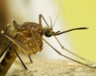 κουνούπια τη μέρα