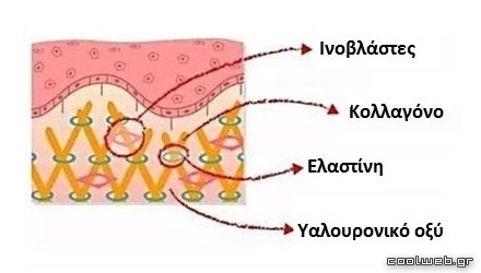 Σύσταση του δέρματός μας