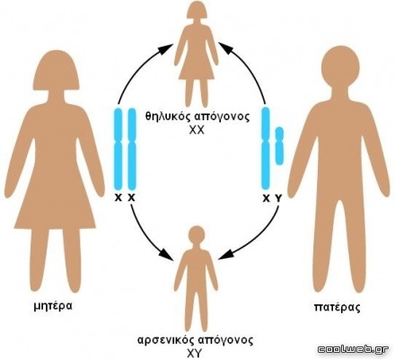 Καθορισμός φύλου