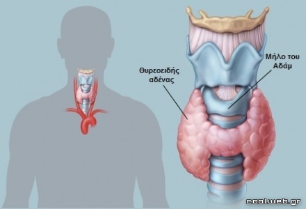 Η ανατομία του θυρεοειδούς αδένα