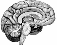 το αριστερό ημισφαίριο του εγκεφάλου