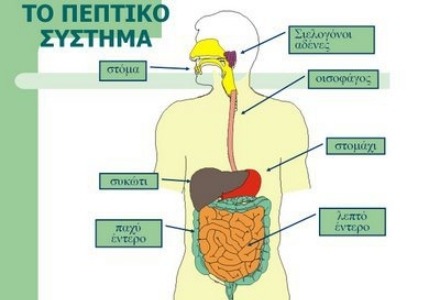το πεπτικό σύστημα