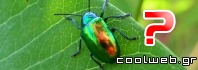 Γιατί πολλά έντομα έχουν ιριδίζον χρώμα
