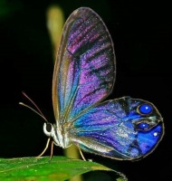 πεταλούδα με ιριδίζοντα φτερα