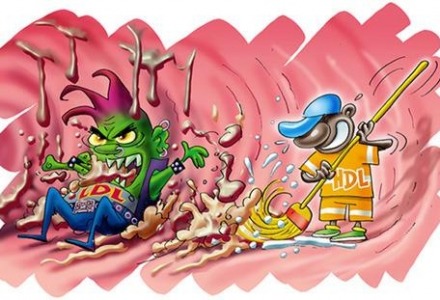 πως λειτουργεί η καλή και η κακή χοληστερόλη