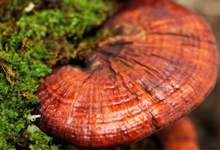 Το γανόδερμα βοηθάει το ανοσοποιητικό σύστημα