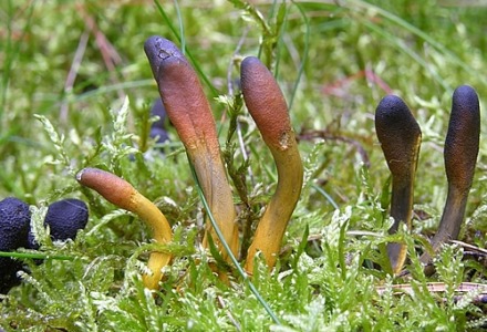 Το cordyceps κάνει καλό στο ανοσοποιητικό