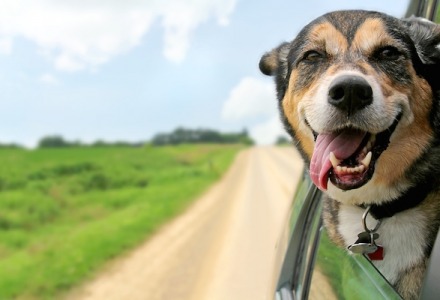 γιατί οι σκύλοι ταξιδεύουν με το κεφάλι εκτός παραθύρου