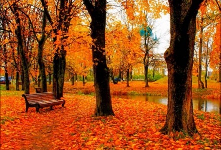 που οφείλεται το κίτρινο χρώμα στα φύλλα