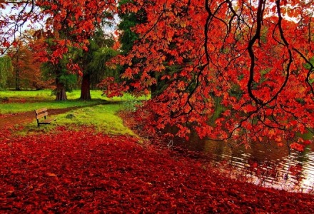 εντυπωσιακά κόκκινα φύλλα